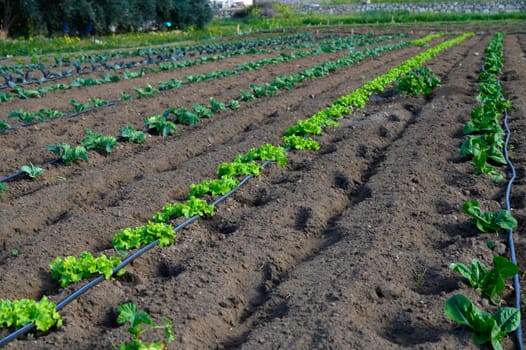 Lush green lettuce stretches across the soil in neat rows, thriving under the warm sun on a tranquil farm.