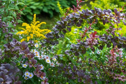 Raindrops on barberry leaves with deep purple hues, bright yellow goldenrod tassels and white daisies surrounded by lush greenery create a picturesque picture of a summer garden after the rain.