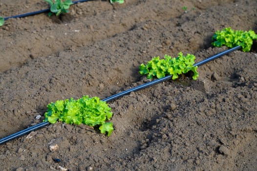 Lush green heads of lettuce grow in neat rows surrounded by rich brown soil, basking under the warm sun.