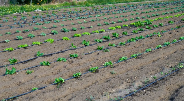 Rows of vibrant leafy greens flourish in rich soil, basking in warm spring sunlight on a sunny day.