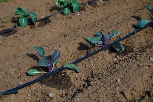 Rows of vibrant young cabbage plants grow steadily along a well-tended field, soaking up the warmth of the sun.