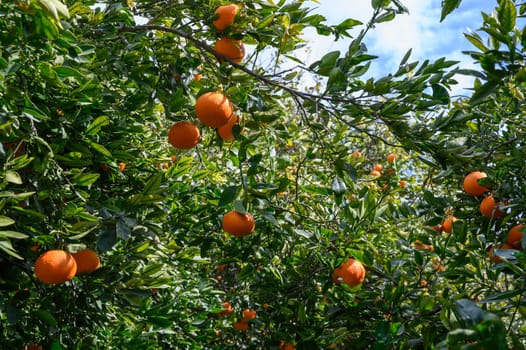 Sunlight filters through vibrant green leaves, highlighting orange fruits ready for harvest in a tranquil orchard.