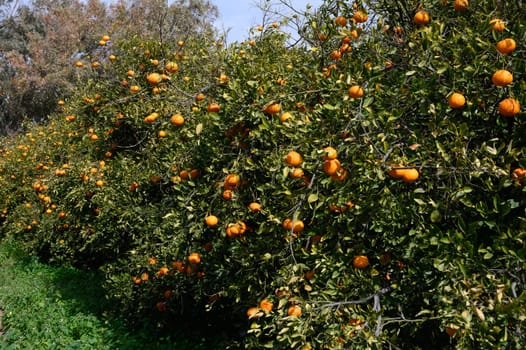 Rows of orange trees are heavily laden with ripe fruit, showcasing a bountiful harvest in a sunny landscape.