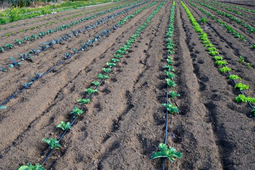 Green seedlings thrive in neat rows, basking in the warm sunlight on a tranquil farm landscape in spring.