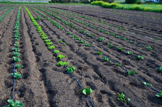 Rows of vibrant seedlings thrive under warm sunlight in a peaceful rural area, promising a bountiful harvest ahead.