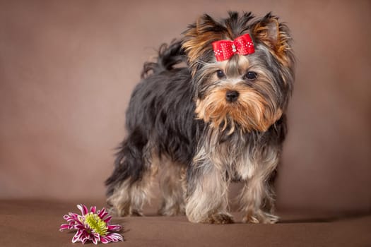 Cute little dog Yorkshire Terrier and purple flower on a brown background