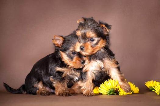 Two little puppies of the Yorkshire Terrier breed next to yellow flowers on a brown background