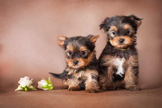 two Yorkshire Terrier puppies sitting on a brown background next to rosebuds