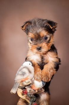 little Yorkshire Terrier puppy perched on a bird statuette on a brown background