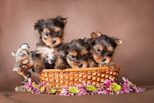 Three little puppies of the Yorkshire Terrier breed are sitting in a basket next to the bird statuette