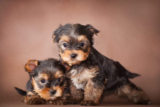 two little puppies of the Yorkshire Terrier breed are sitting on a brown background