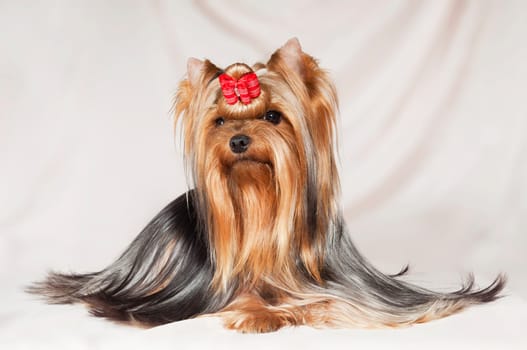 Cute little long-haired dog of the breed Yorkshire Terrier with a red bow