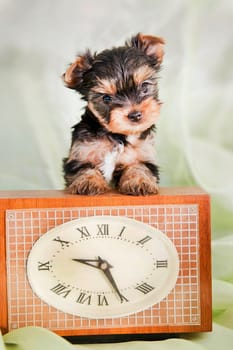 one little cute puppy of the Yorkshire Terrier breed stands, leaning on a square clock