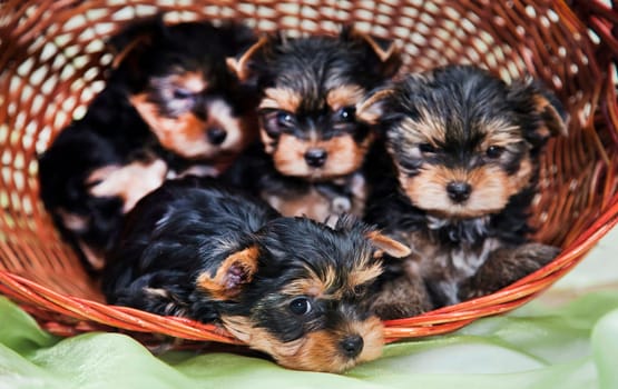 four little puppies of the Yorkshire Terrier breed are sitting in a wicker basket on a green background
