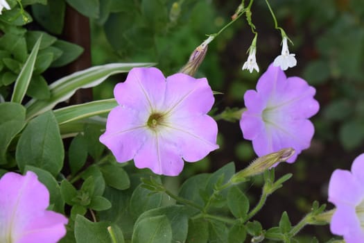 A close-up of several light purple flowers with green leaves in the background. The flowers have five petals each with a prominent central part. Close-Up of Light Purple Flowers in Garden