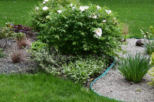 A well-maintained garden featuring lush green grass, a variety of plants, and shrubs. Prominent features include a bush with white flowers and several plants with diverse foliage textures. The garden is bordered by a neatly arranged layer of gravel, adding contrast to the greenery