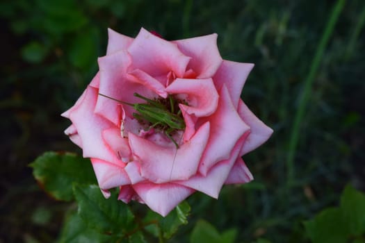 A pink rose with a green grasshopper perched in its center. The surrounding green leaves are also visible. Rose's Unexpected Visitor