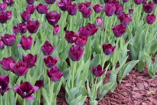 A field of deep purple tulips with fringed petals, surrounded by green foliage. The tulips are in full bloom, creating a vibrant and colorful scene. Fringed Purple Tulip Field