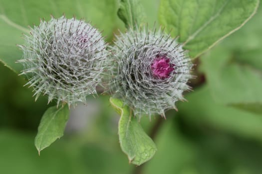 Plants of Thistle with spiny looking buds. One of the buds has a pinkish hue in the center. The leaves have a bright green color and the background is also an unfocused shade of green. Wild Thistle Close-up