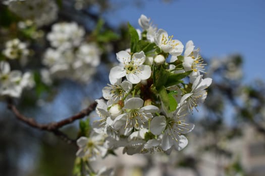 a close-up of a tree branch with white blossoms against a clear blue sky. The blossoms are in full bloom, indicating a springtime setting. The green leaves and buds around the blossoms add fresh feel
