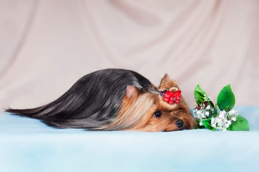 A cute little long-haired Yorkshire dog lies next to a flower and looks at a butterfly