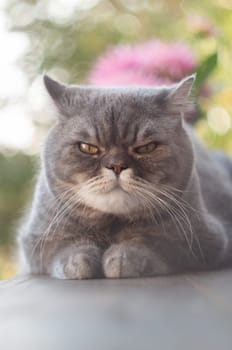 Gray shorthair cat resting with paws tucked in and an intense, grumpy expression, possibly annoyed or irritated, in a blurred outdoor setting