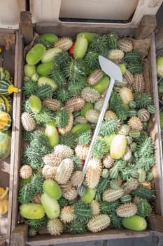 Top view of wooden crate filled with mix of bright green and ripe Cucumis anguria, kakri, green striped Indian pumpkin from West Indies, for sale at local farmers market,