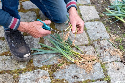 gardener trims the roots of leeks on a paved path with scissors, preparing the seedlings for planting in a garden bed, picking to increase the strength of the plant,