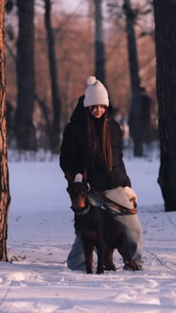 playing with a dog in nature. Doberman puppy with his owner. running with a puppy in the forest. winter frosty day in nature. puppy playing with its owner. raising a dog.