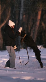 playing with a dog in nature. Doberman puppy with his owner. running with a puppy in the forest. winter frosty day in nature. puppy playing with its owner. raising a dog.