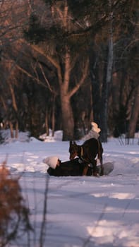 playing with a dog in nature. Doberman puppy with his owner. running with a puppy in the forest. winter frosty day in nature. puppy playing with its owner. raising a dog.