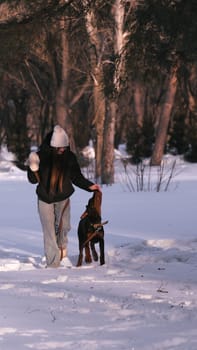 playing with a dog in nature. Doberman puppy with his owner. running with a puppy in the forest. winter frosty day in nature. puppy playing with its owner. raising a dog.
