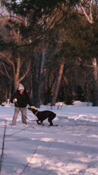 playing with a dog in nature. Doberman puppy with his owner. running with a puppy in the forest. winter frosty day in nature. puppy playing with its owner. raising a dog.