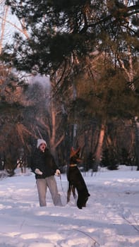 playing with a dog in nature. Doberman puppy with his owner. running with a puppy in the forest. winter frosty day in nature. puppy playing with its owner. raising a dog.