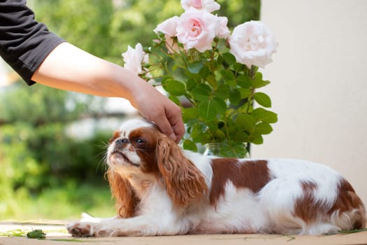 The white-red-colored dog breed Cavalier King Charles Spaniel is a stroking hand of man, against a background of flowers and beige cardboard, in summer, outside