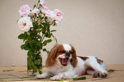 Puppy breed cavalier King Charles Spaniel, white-red color, next to a bouquet of pink roses, on a cardboard beige background, lies and yawns