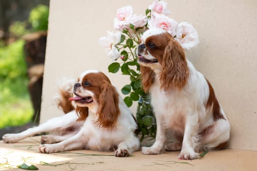Two dogs of the breed cavalier King Charles Spaniel, sit on a cardboard background with a bouquet of beautiful roses, summer in the sun outside the premises