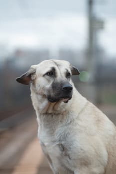 Dog breed Anatolian shepherd (kangal, carabash), lonely and sad sits against the background of the city