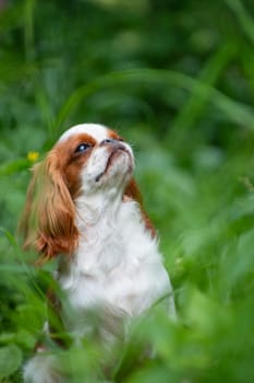 Puppy breed cavalier King Charles Spaniel, white-red color, summer among the grass bullis his head up