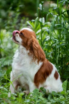 Puppy breed cavalier King Charles Spaniel, white-red color, summer among the grass sits and licks, vertical photo