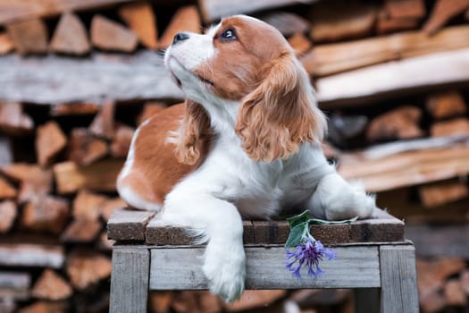 A young dog of the Cavalier King Charles Spaniel breed, red and white, long-haired, lies next to a blue flower with a cornflower outdoors on a stool against a background of woodpile with firewood