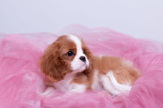 Little young red and white Cavalier Cing Charles Spaniel puppy laying in pink organza on white background indoors
