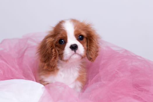 Cavalier king Charles Spaniel bicolor red and white puppy in pink organza looking surprised on white background indoors