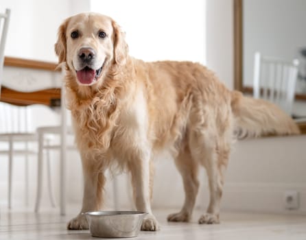 Golden Retriever Dog Near A Food Bowl At Home