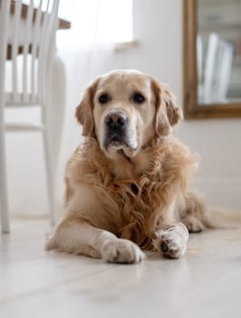 Adorable Golden Retriever Dog Lying On A Floor At Home