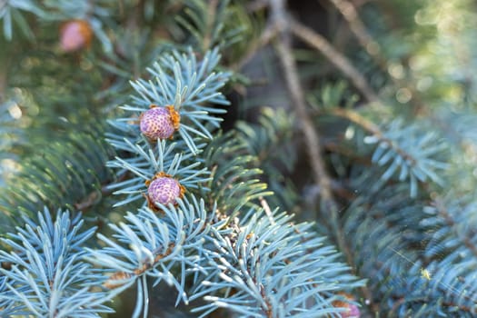 Close-up of young purple cones growing on a blue spruce tree, showcasing the delicate beauty of nature's creations