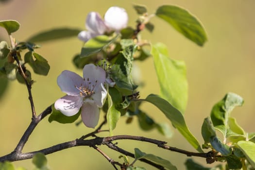 Beautiful quince flower blooming on a branch with green leaves, illuminated by natural sunlight in springtime