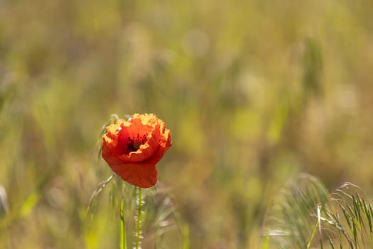 Vibrant red poppy flower stands out against a blurred green field, capturing the beauty of springtime nature