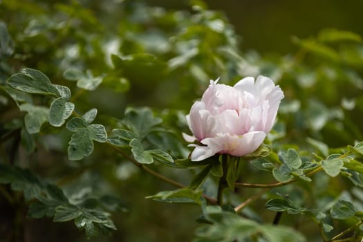 Close up of a soft pink peony flower blooming amidst vibrant green foliage, capturing the essence of spring in a serene garden setting