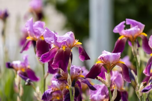 Blooming purple iris flowers brightening a garden under the warm sunlight of a sunny summer day, showcasing nature's vibrant beauty